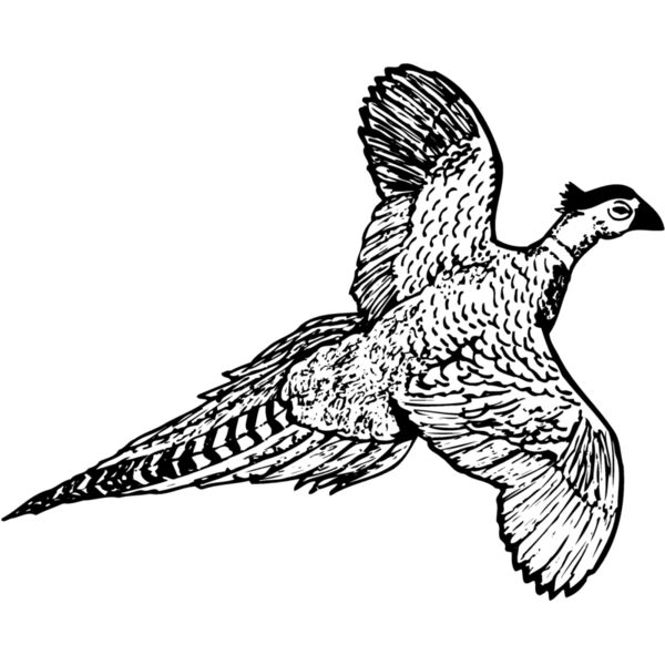 BIRD056 Thumbnail